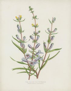 Den Azure Pentstemon, Pentstemon Azureus av English School